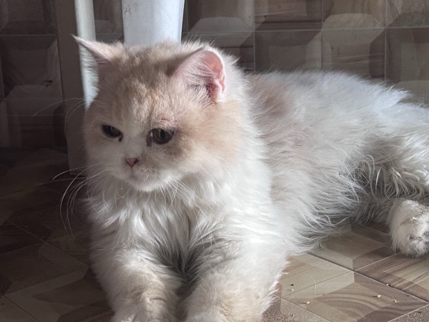 Persian (Modern) – Persian cat or possibly a British Longhair mix. – Dubai