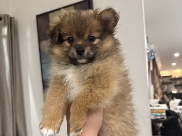 Pomeranian - Pure Pomeranian puppies + their mother Ful Pomeranian  available for adoption in Ottawa