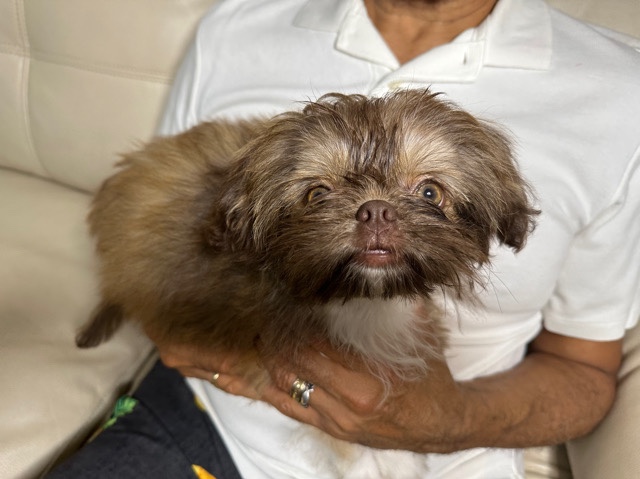 Shih Tzu – Chinese Imperial Shih Tzu-female