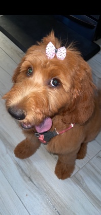 Poodle – Hersheys- Golden Doddle