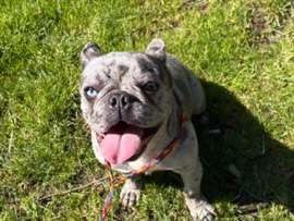 French Bulldog – needs to be rehomed. – Renton