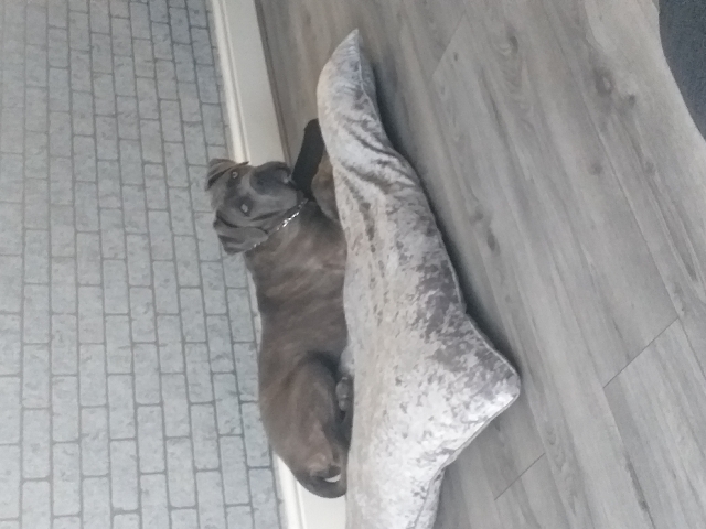 Cane Corso – cane corso
