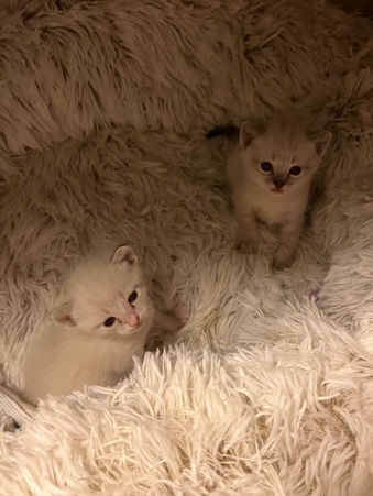 Siamese – two kittens for sale !!🥰