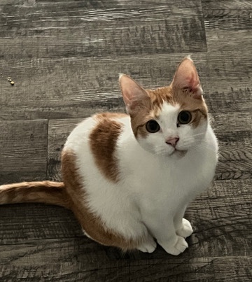 American Shorthair – Orange White Tabby