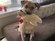 Mixed Breed – Luna – Coopersburg