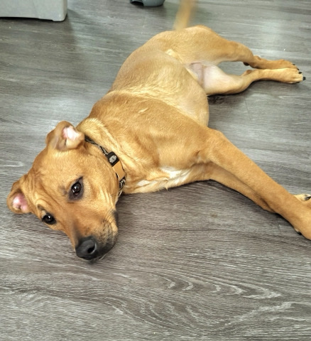 Rhodesian Ridgeback – Rehoming Max
