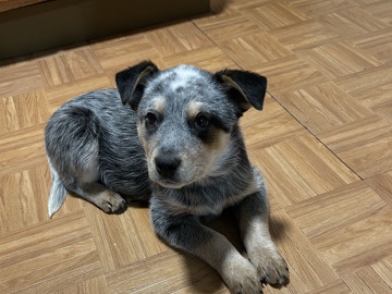 Australian Cattle Dog – Meet Max! – Bethel Park