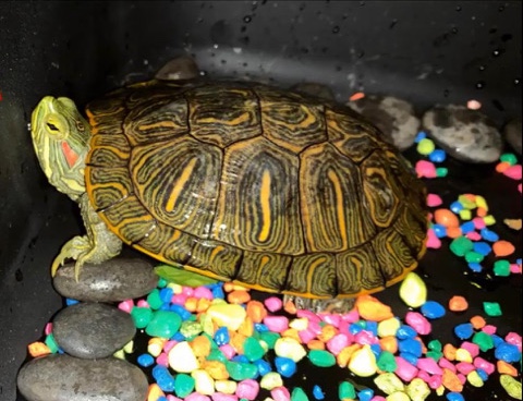 red eared water turtle
