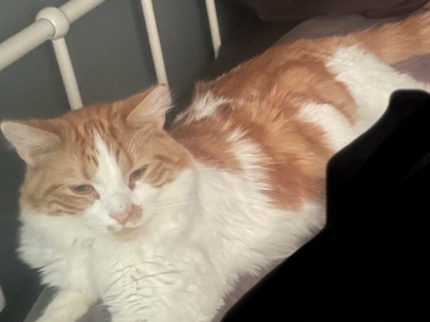orange and white long haired cat – Rolla