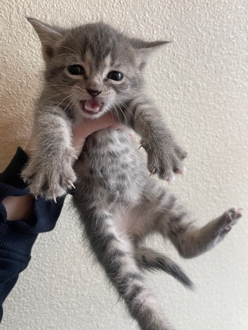 grey kitten
