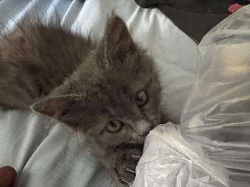 kitten – New York