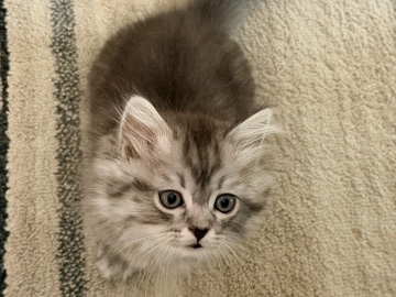 Persian (Modern) – Beautiful Persian Kitten – 8 Weeks Old – New York – New York
