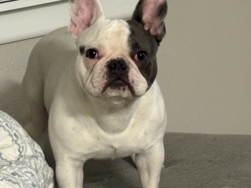 French Bulldog – male frenchie – Melissa