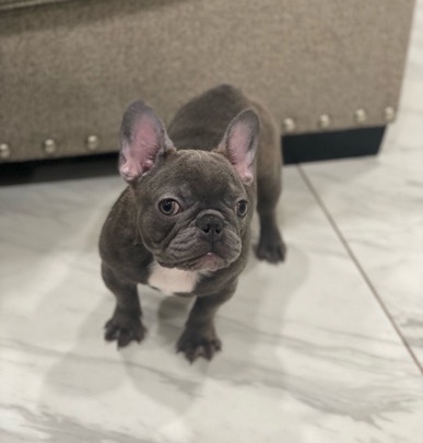 French Bulldog – Frenchie