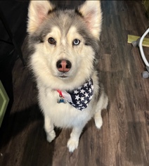 Siberian Husky – Nova 6yr old Siberian Husky