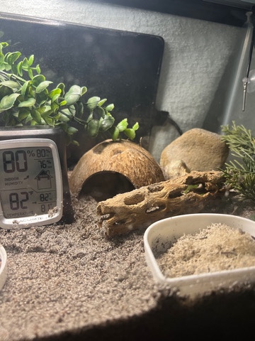 2 Hermit Crabs