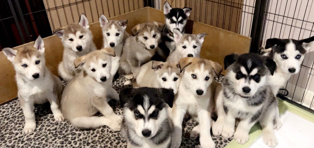 Siberian Husky – Husky / Wolf Dog pups for sale