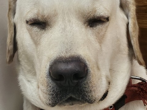Labrador Retriever – dog for adoption – Thiruvananthapuram