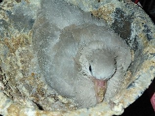 Dove – ringneck doves – Columbus