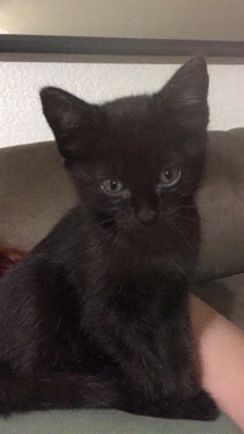 Oriental Longhair – kittens