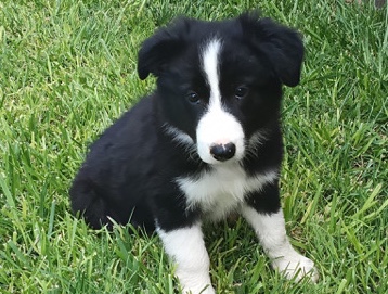 Border Collie – Border Collie – Ackerly