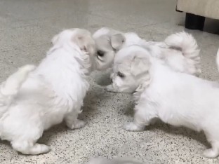 Maltese – "Tiny paws, big love "Purebred Maltese puppies – Bengaluru