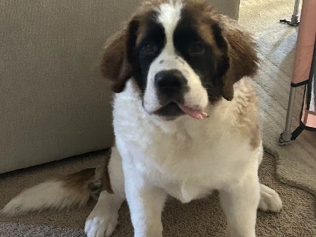 St. Bernard – St. Bernard. – Conroe