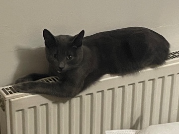 7 Month Old Female Russian Blue