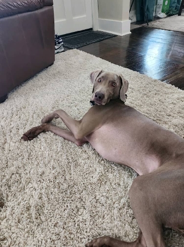 Weimaraner – Rehome 3 year old Weimaraner
