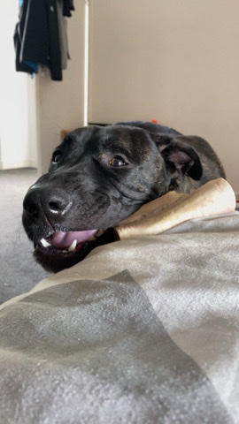 Labrador Retriever – Bailey boy 1yr old £100!!