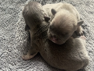 Image of French Bulldog