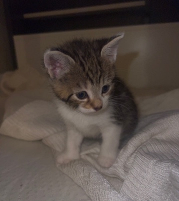 Russian White, Black and Tabby – cute baby kitten