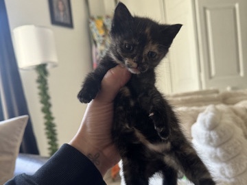 5wks old female tortie (dewormed shots)