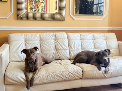 Labrador Retriever – 2 sister Pitt/lab mix dogs – Glenolden