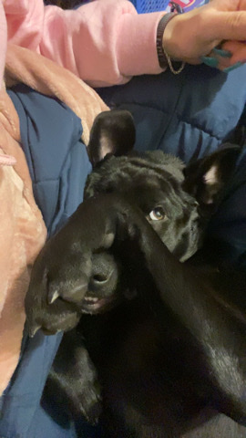 Dog/puppy