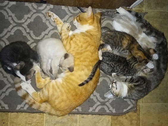 FREE cats/kittens – McLoud