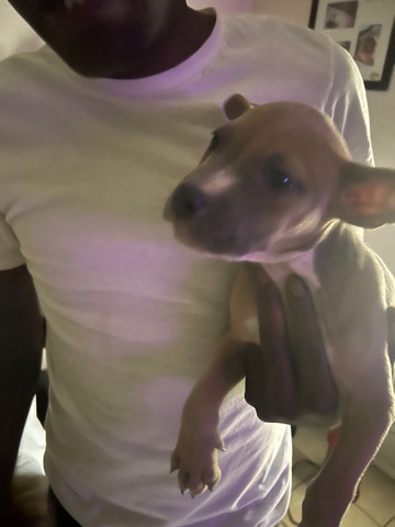 American Pit Bull Terrier – get a new pet!!