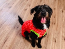 Standard Schnauzer – Needs new home asap! – Poteet
