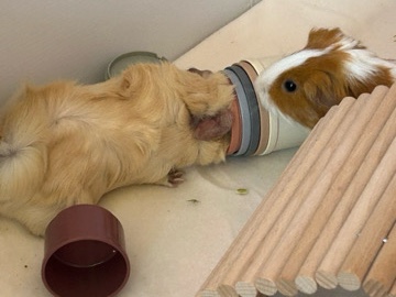Guinea Pig – two female Guinea pigs to rehome – Homestead