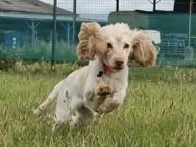 English Cocker Spaniel – Show Cocker Spaniel – Grantham