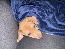 Chihuahua – puppy – Dallas