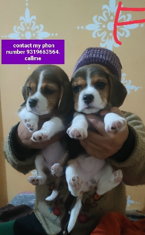 Beagle – beagle puppys