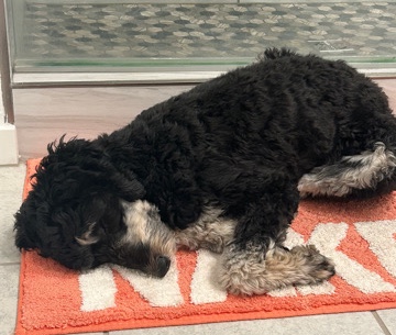 Sweet, fun loving doodle, 1 yr