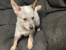Australian Cattle Dog – Australian cattle dogs – Erwin
