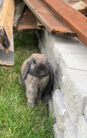 Holland Lop – Rehoming Brown Holland Lop Rabbit