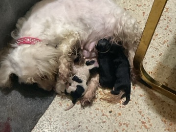 Yorkshire Terrier – Cachorritos en venta – Miami Beach