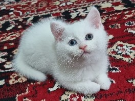 Image of British Shorthair