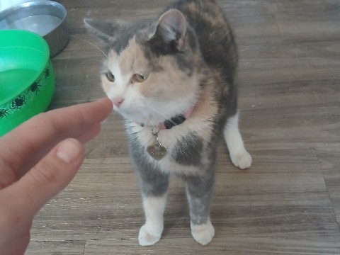 cat