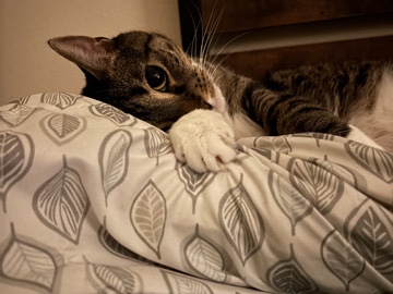 Malia needs a home – Birchwood Village