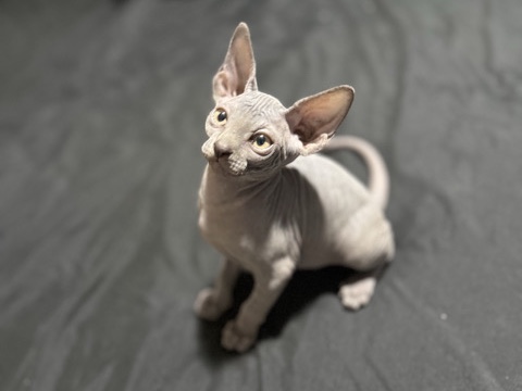 Sphynx – Sphynx Cats – Kissimmee